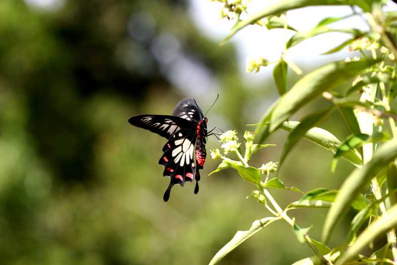 Butterflies of Sri Lanka