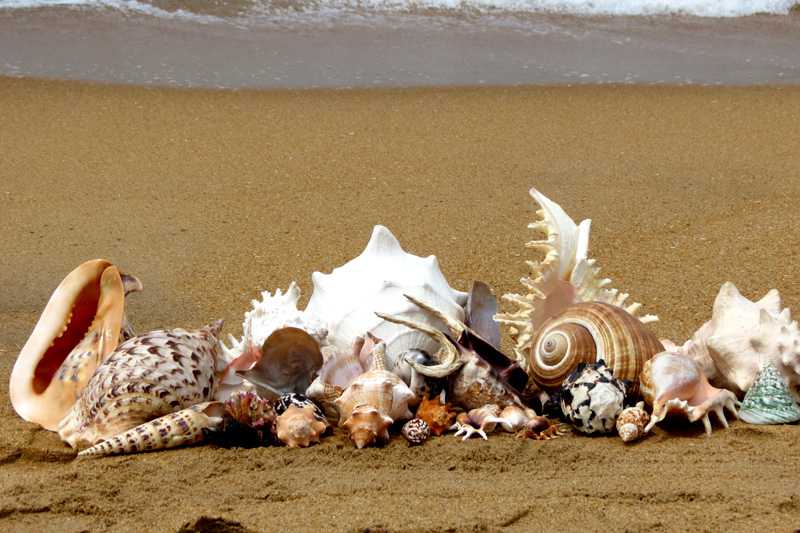 Seashells of Sri Lanka