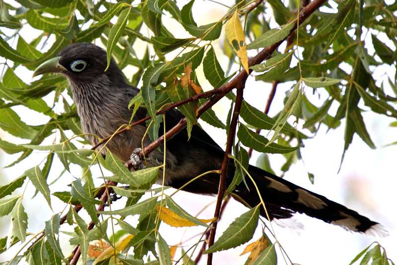 Udawalawa Bird Sanctuary